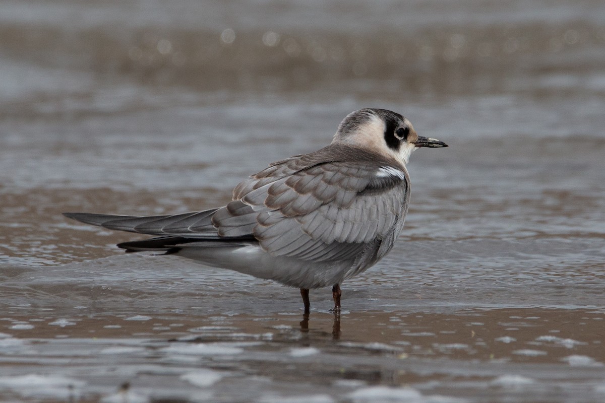 Black Tern - ML261704771