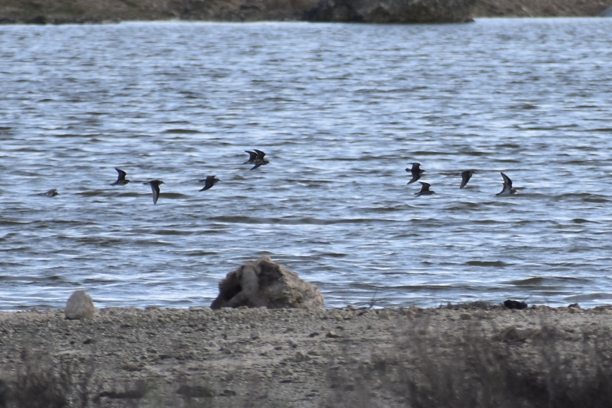 Least Sandpiper - ML261705951