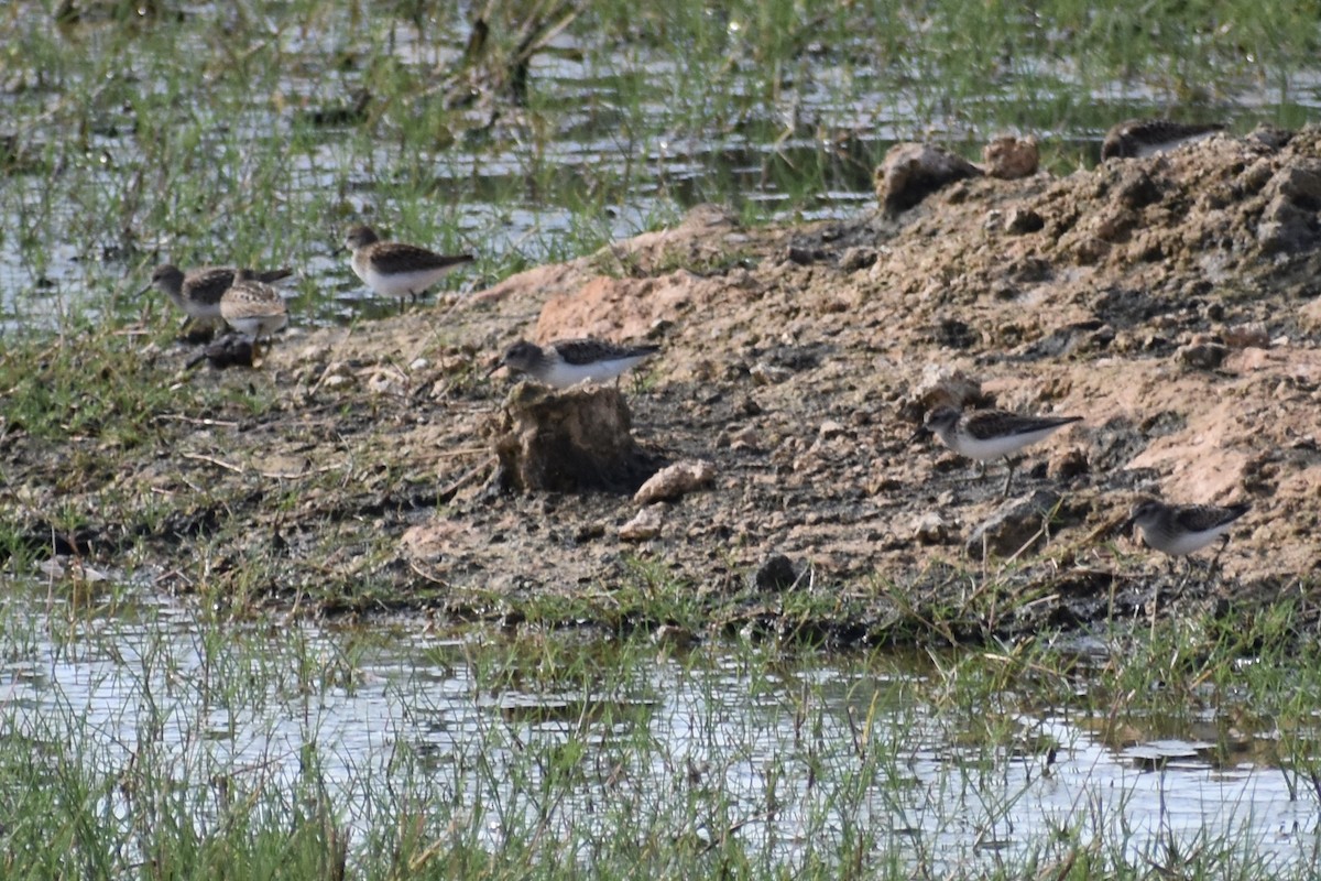 Least Sandpiper - ML261706391