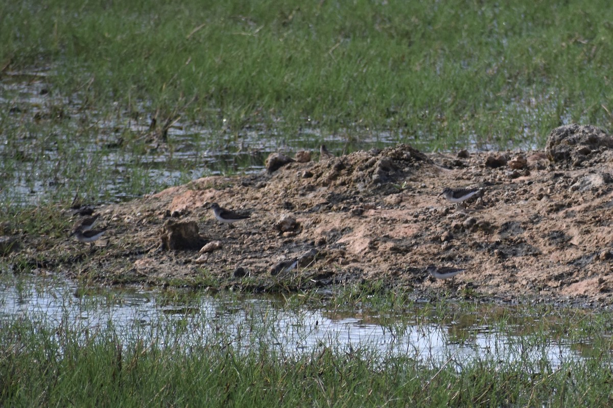 Least Sandpiper - ML261706441