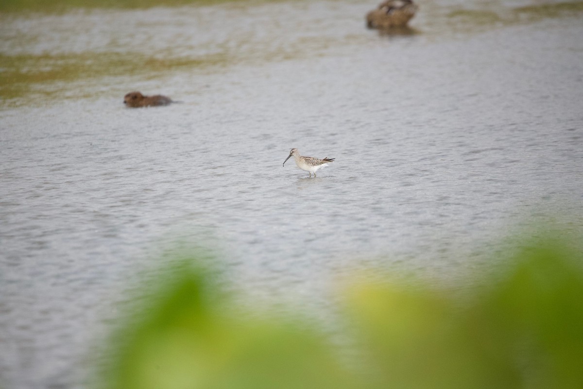 Stilt Sandpiper - Lawrence Caputo