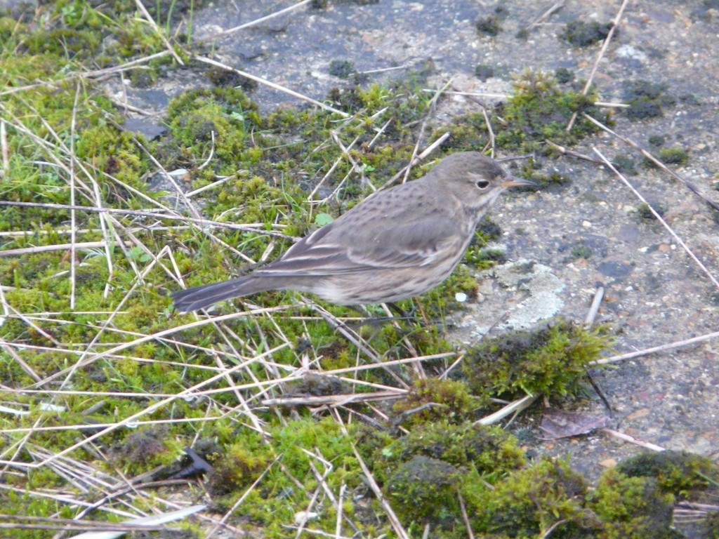 American Pipit - ML26170871