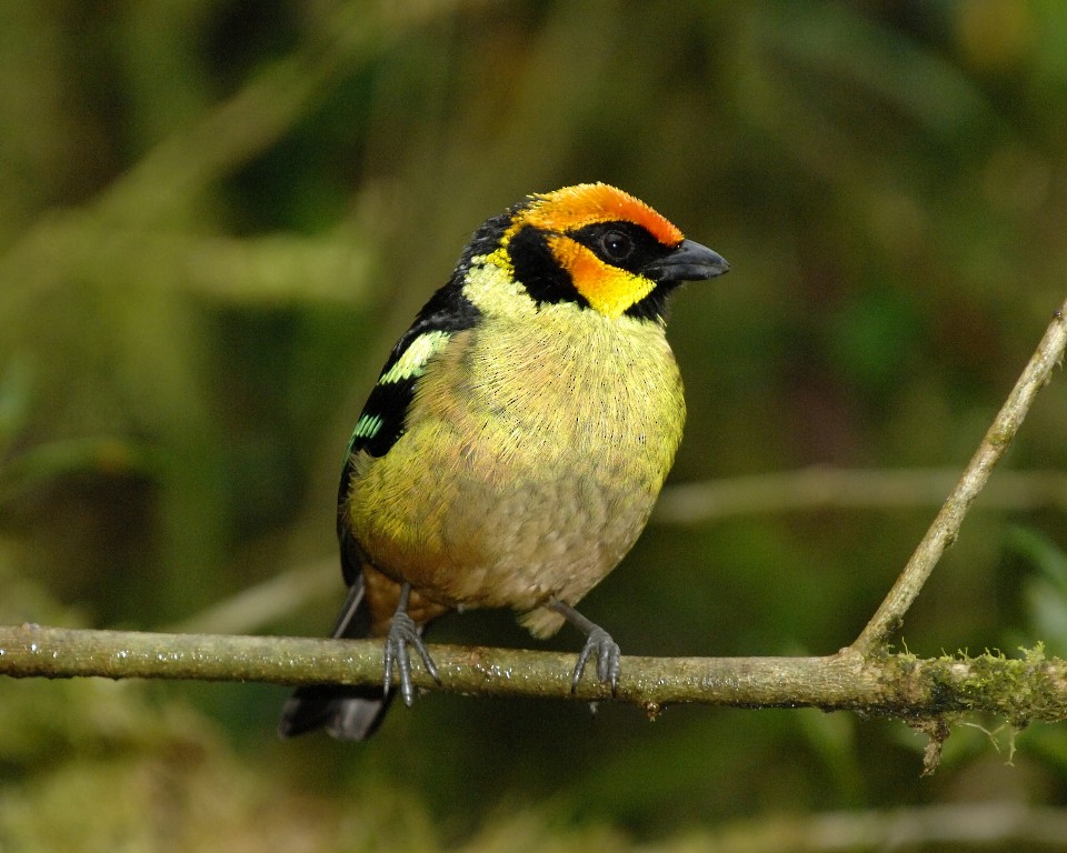 Flame-faced Tanager - ML261711201
