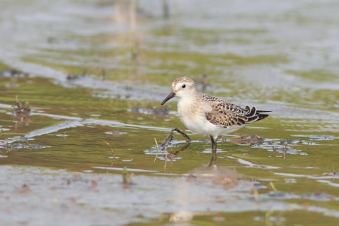 Semipalmated Sandpiper - Alain Deschamps