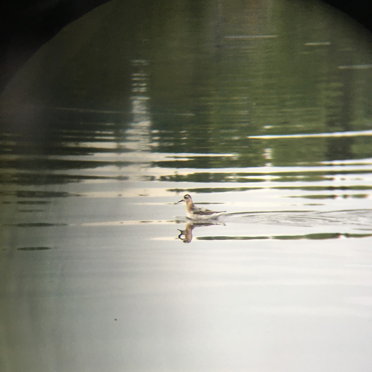 Red Phalarope - ML261712571