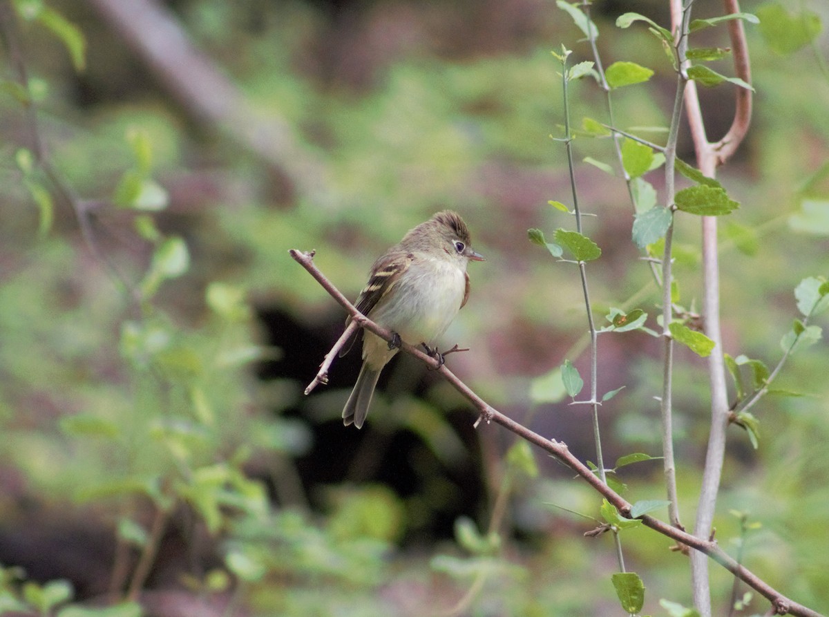 Least Flycatcher - ML261712641