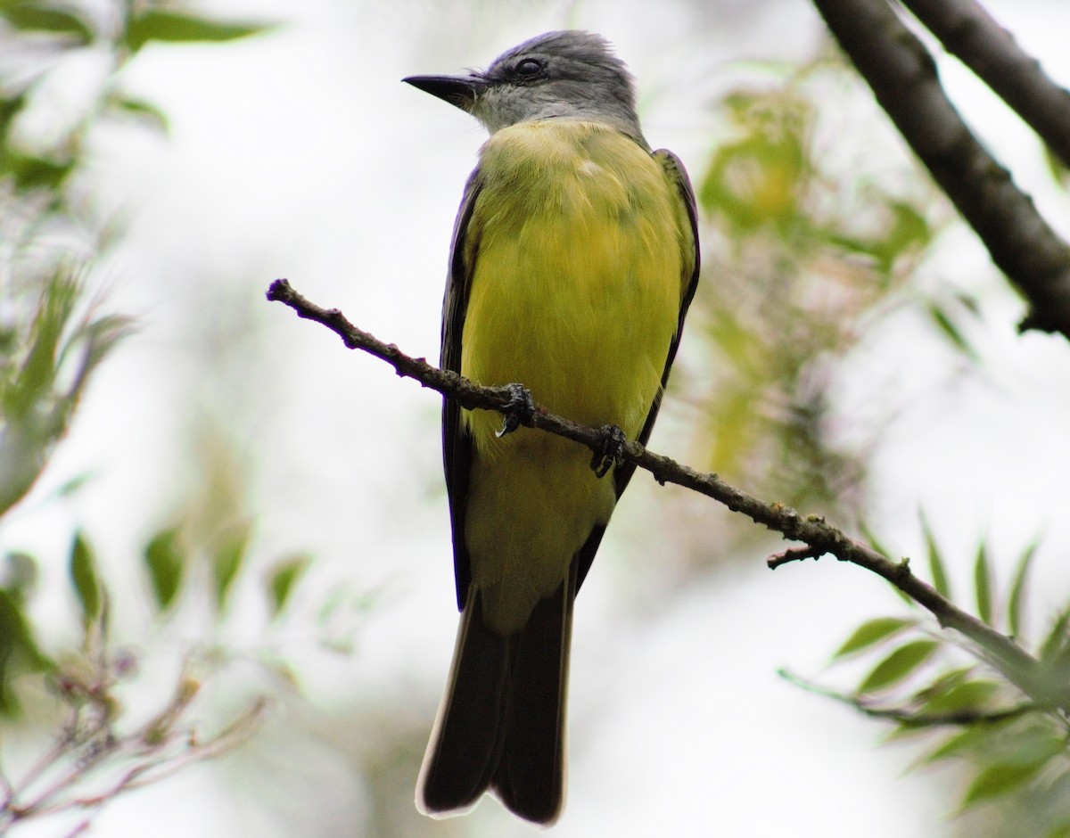 Couch's Kingbird - Anonymous