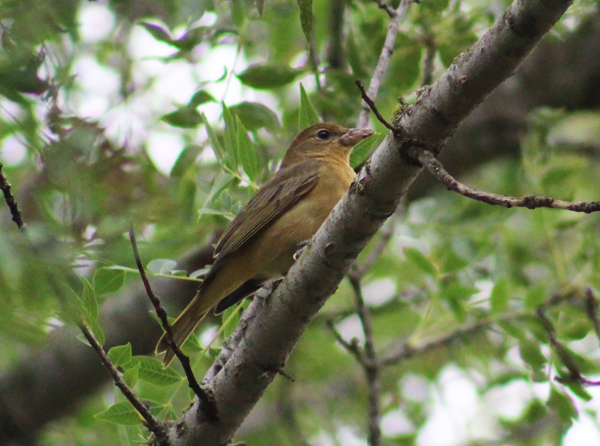 Summer Tanager - Anonymous