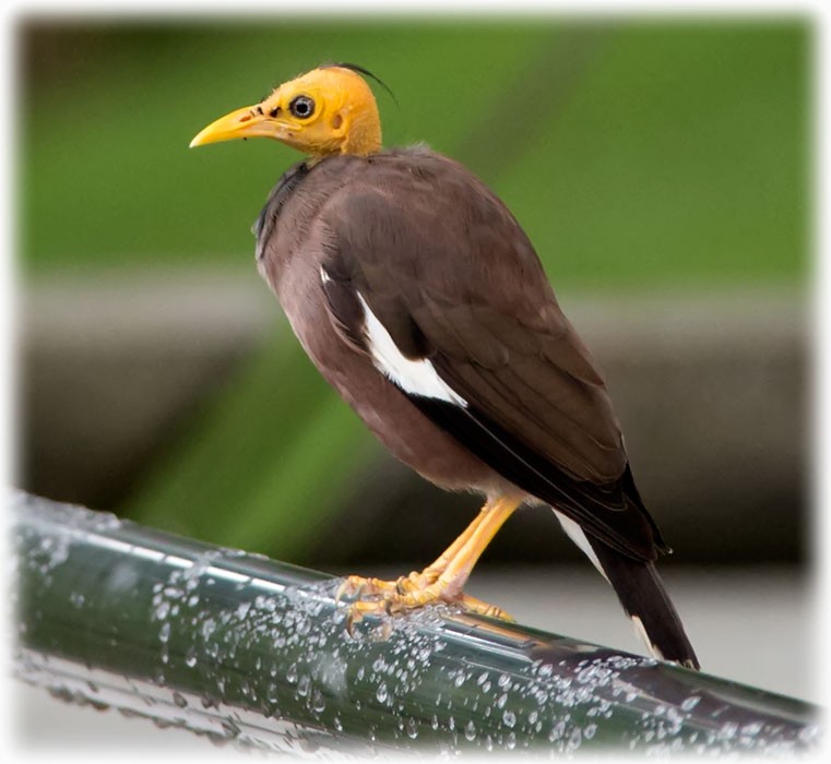 Common Myna - ML261713351