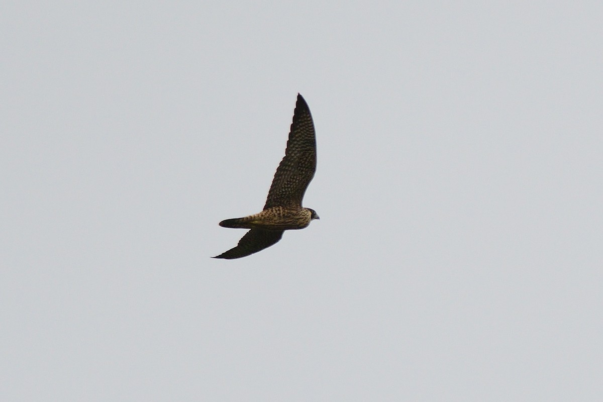 Peregrine Falcon - ML261714071