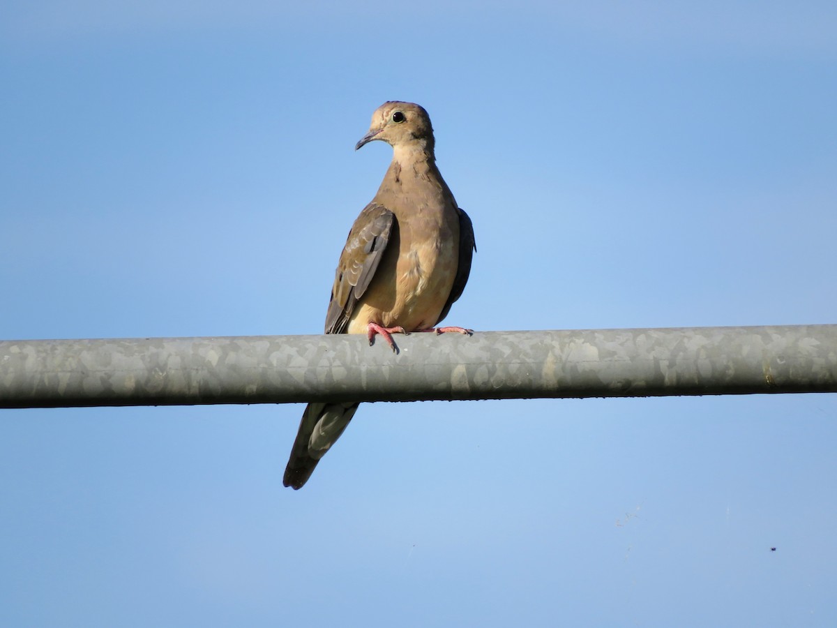 Mourning Dove - ML261714471