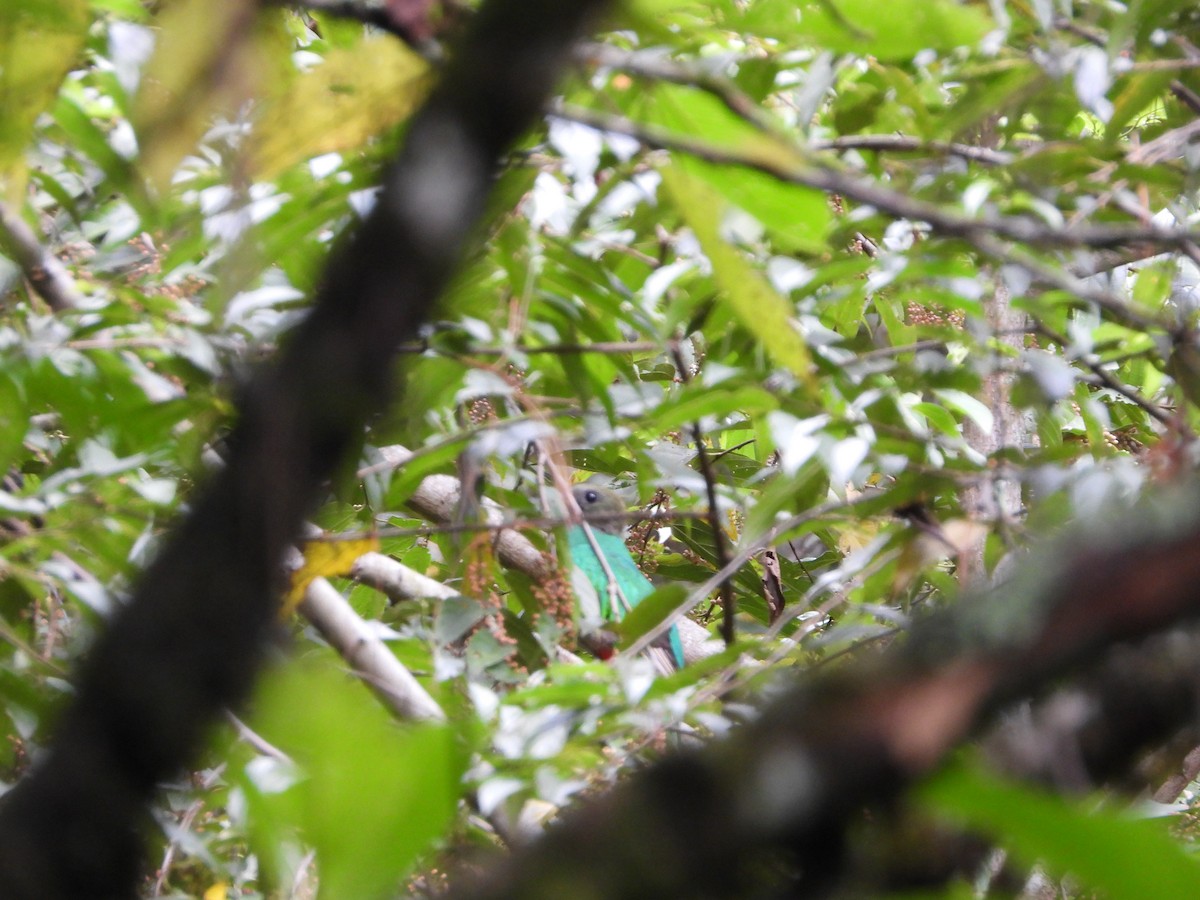 Resplendent Quetzal - ML261714531