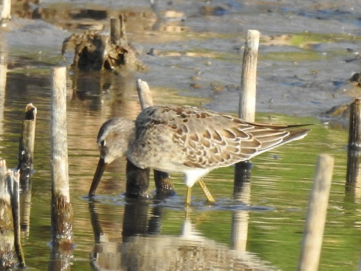 Stilt Sandpiper - ML261715271