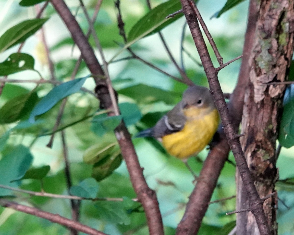 Magnolia Warbler - ML261715291