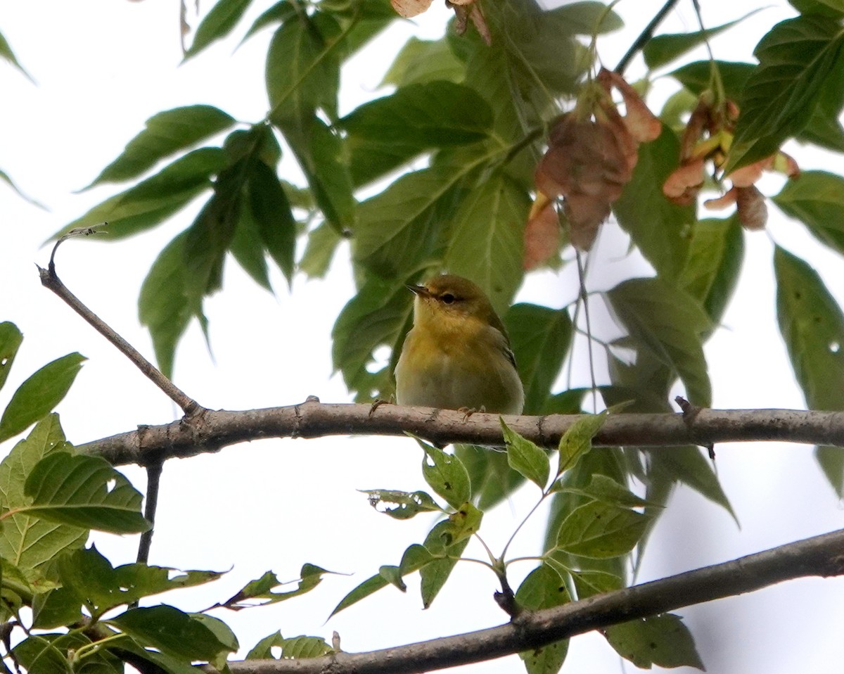 Bay-breasted Warbler - ML261715391