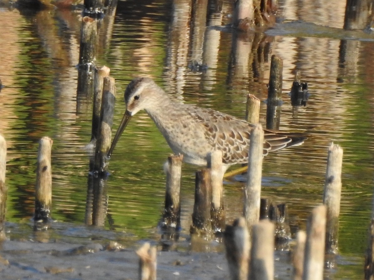 Stilt Sandpiper - ML261715461