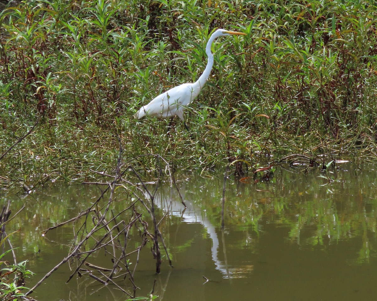 Great Egret - ML261715711