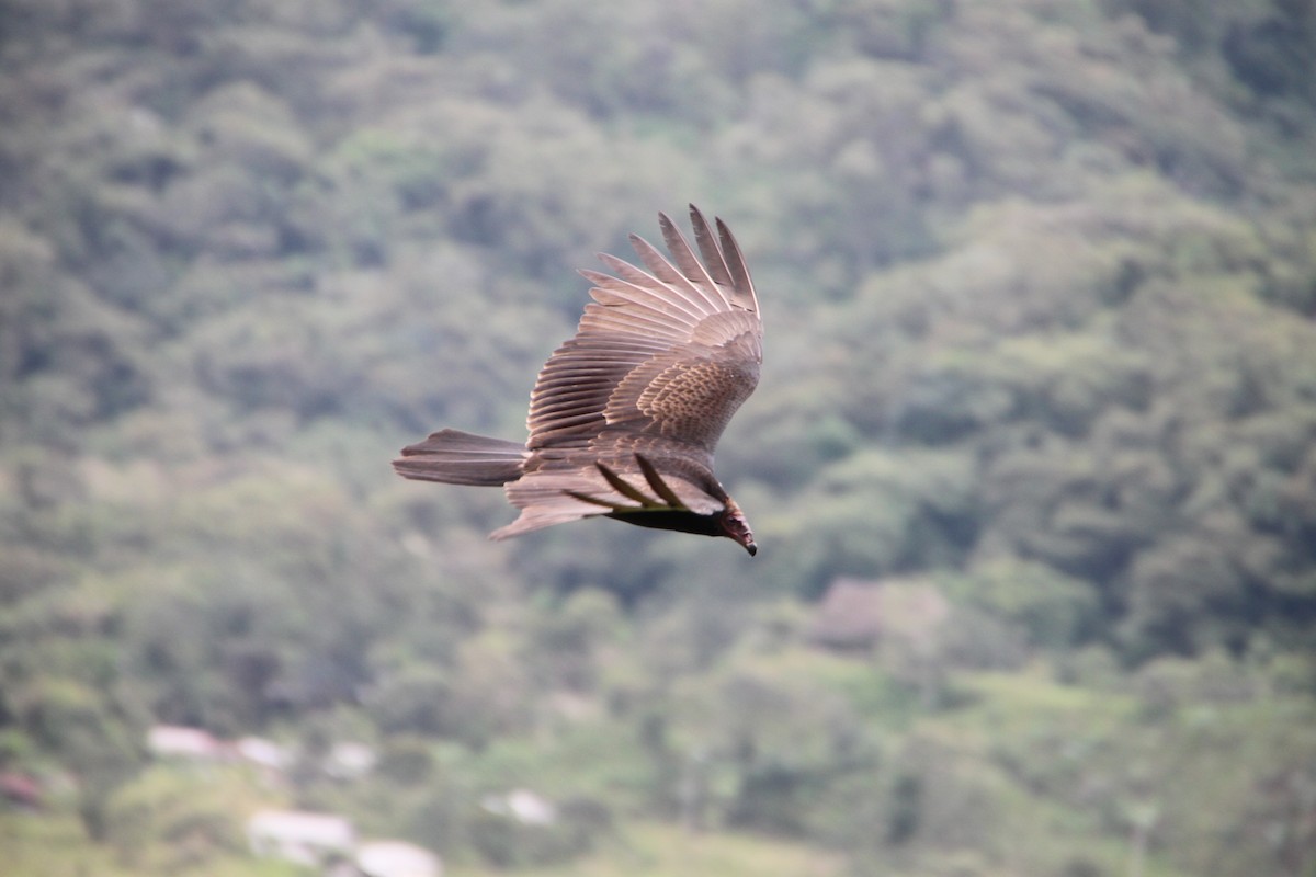 Turkey Vulture - ML261716931