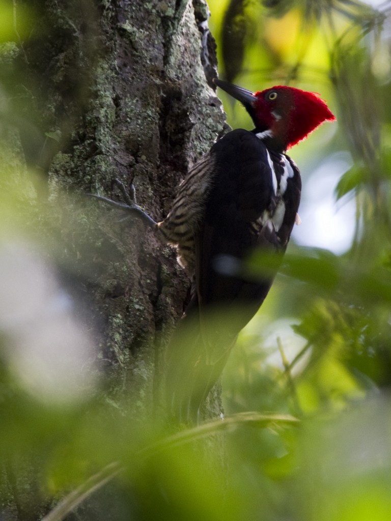 Guayaquil Woodpecker - Heike Brieschke