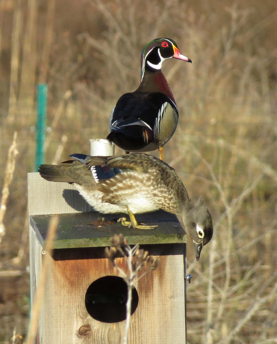 Wood Duck - Janis Stone