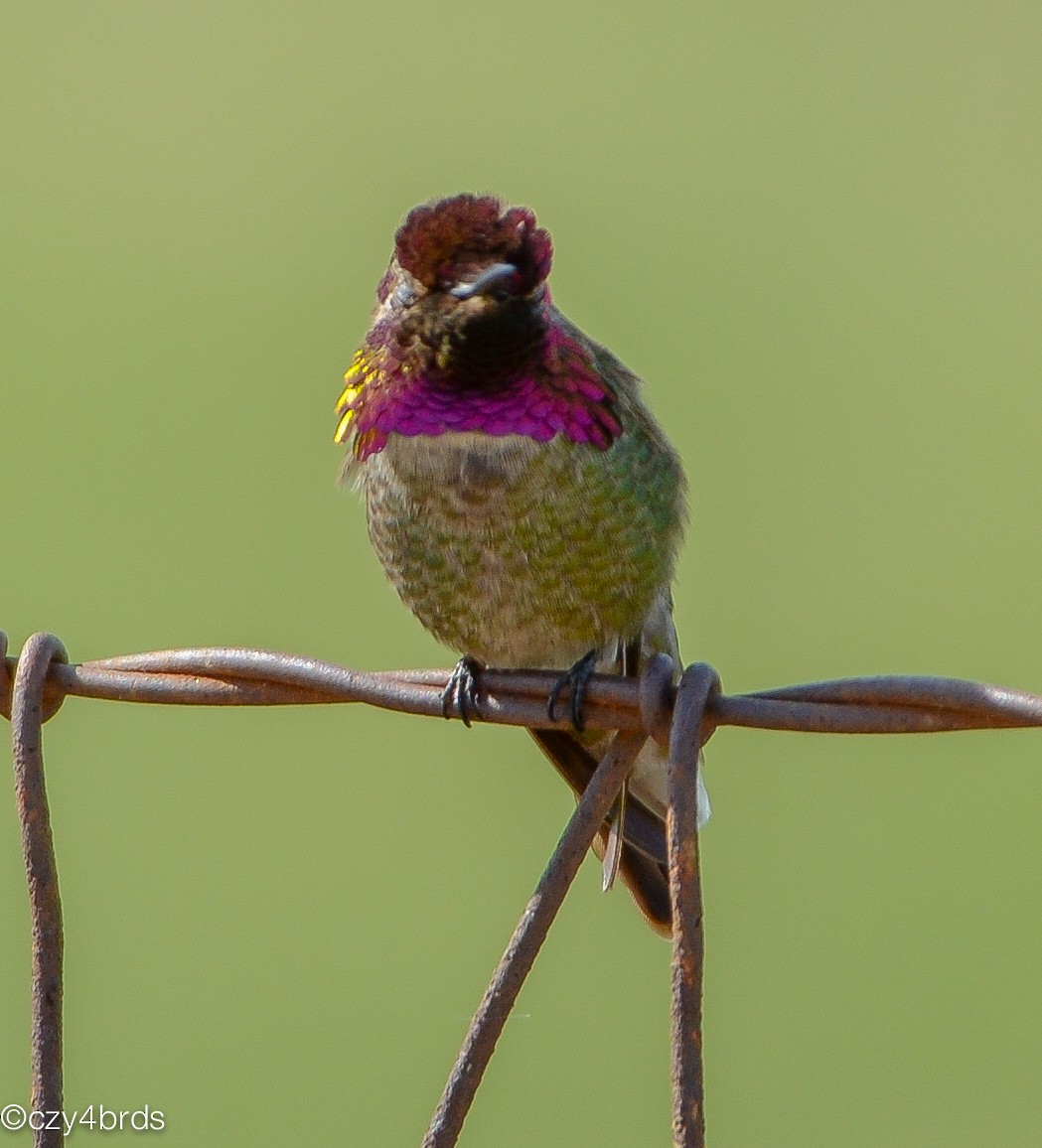 Anna's Hummingbird - ML26171991