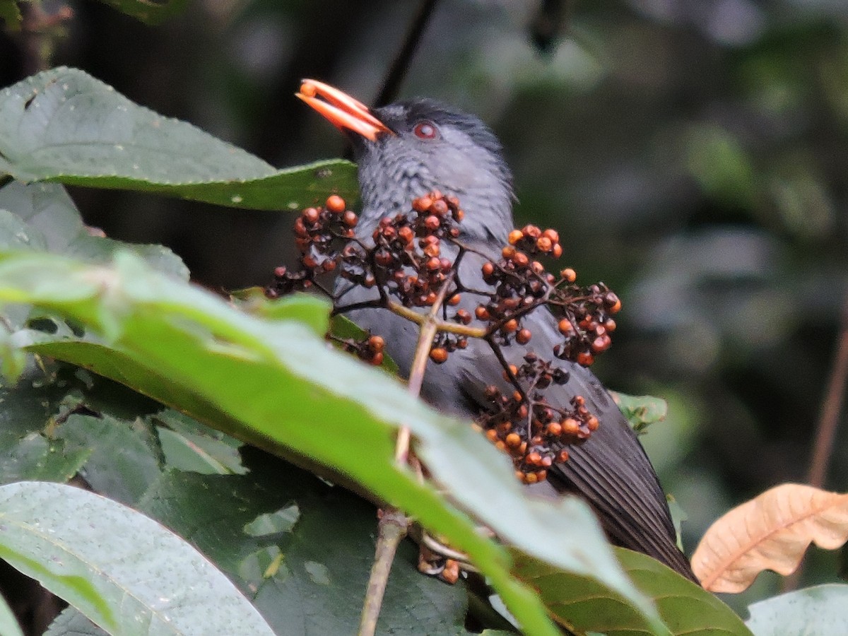 Bulbul de Madagascar - ML261721451