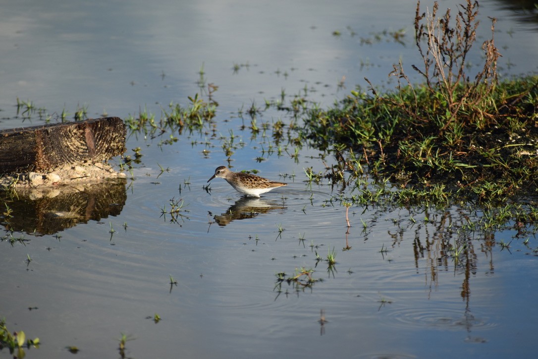 Least Sandpiper - ML261722361