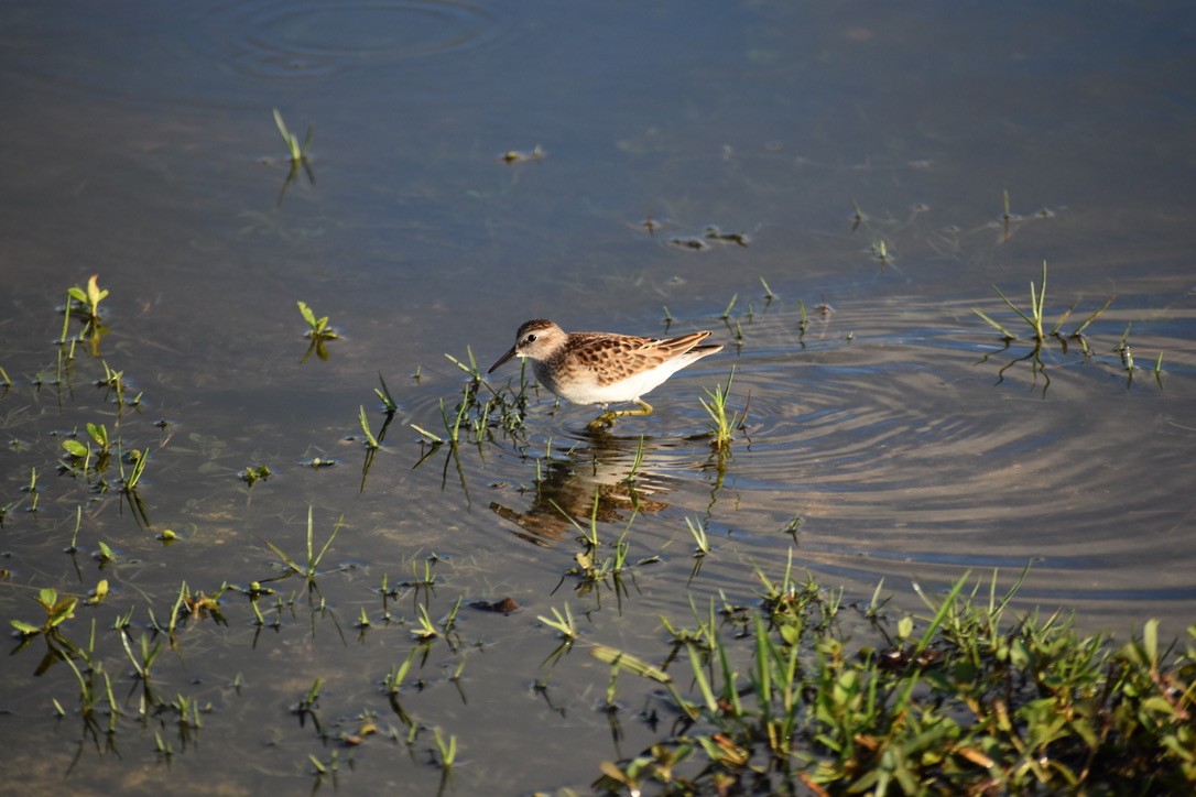 Least Sandpiper - ML261722391