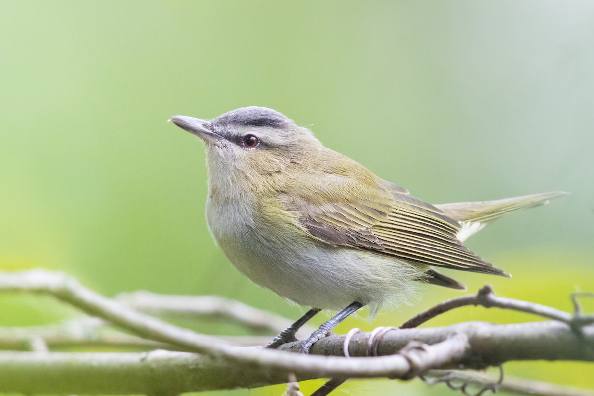 Red-eyed Vireo - Ryan Yann