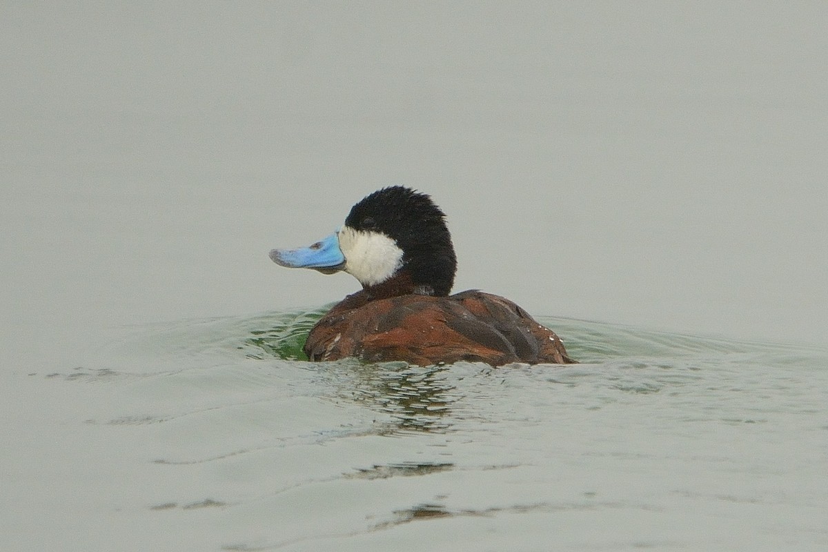 Ruddy Duck - John Gordinier