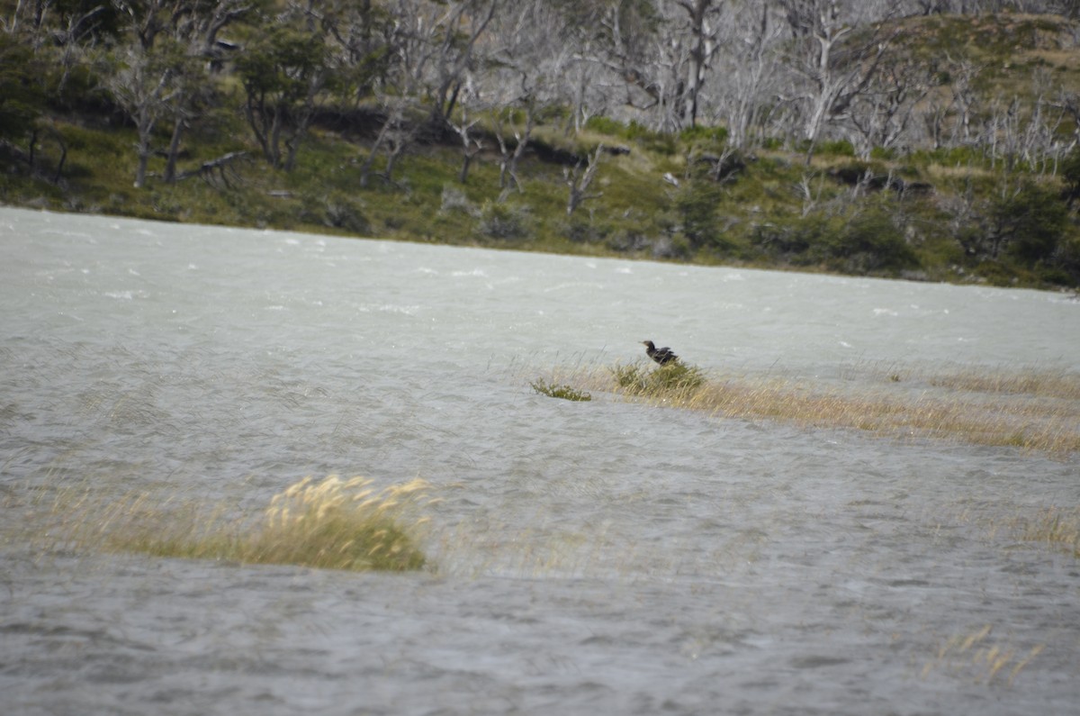 Neotropic Cormorant - ML261729691