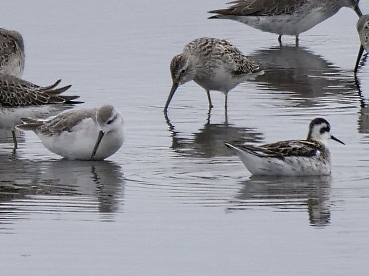 Red-necked Phalarope - ML261730211