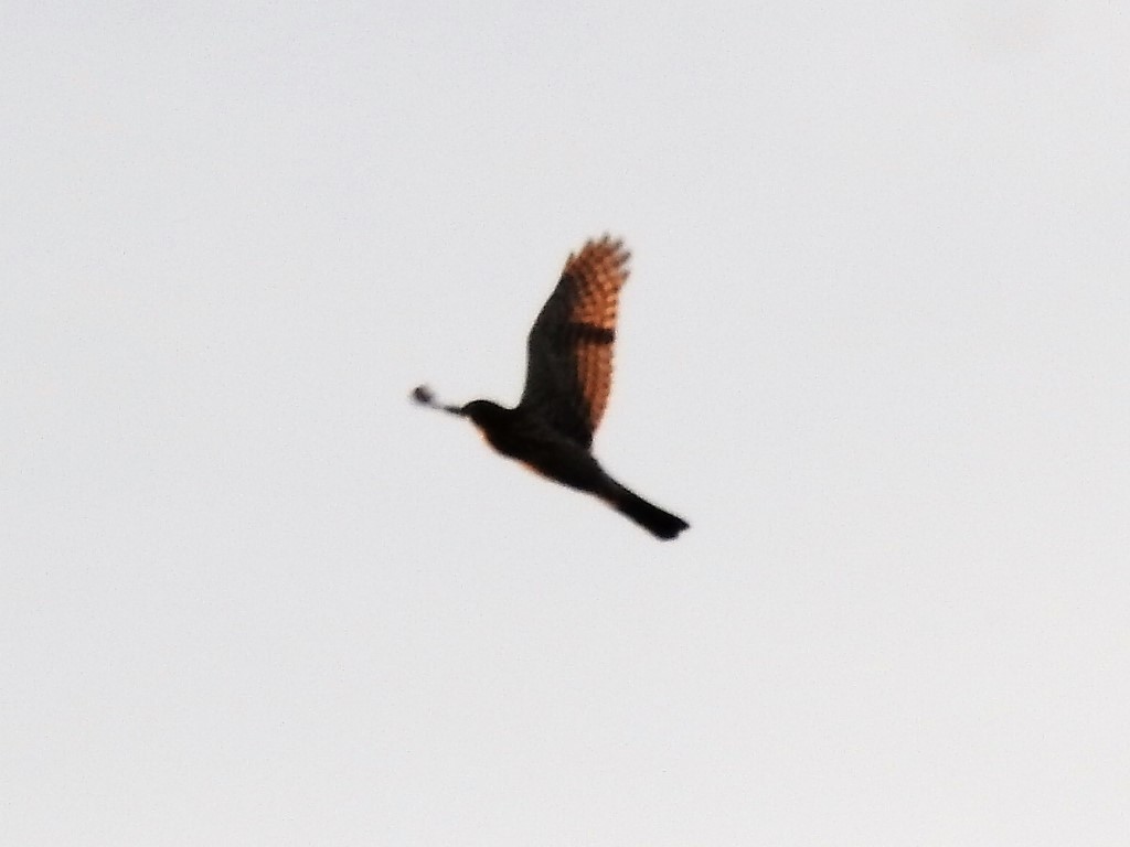 Cooper's Hawk - Tina Toth