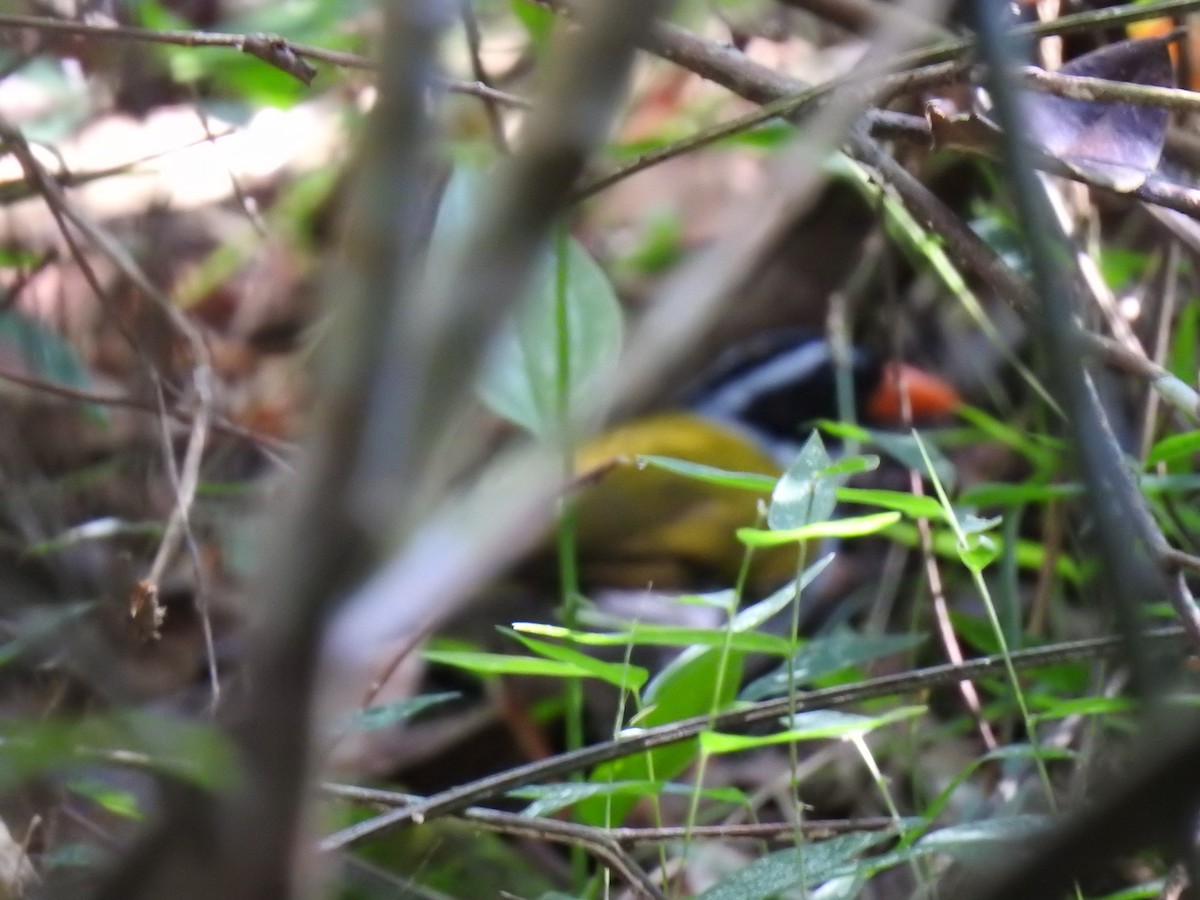 Orange-billed Sparrow - ML261731831