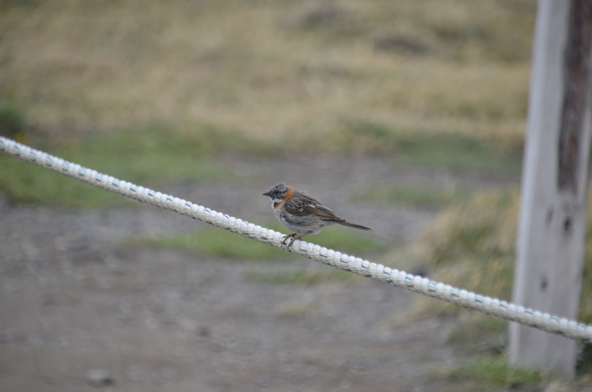 Rufous-collared Sparrow - José Ignacio Catalán Ruiz