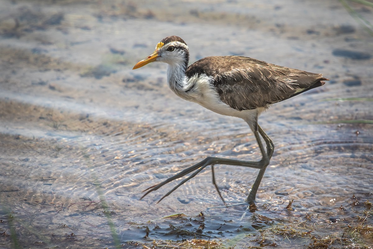 Northern Jacana - ML261732661
