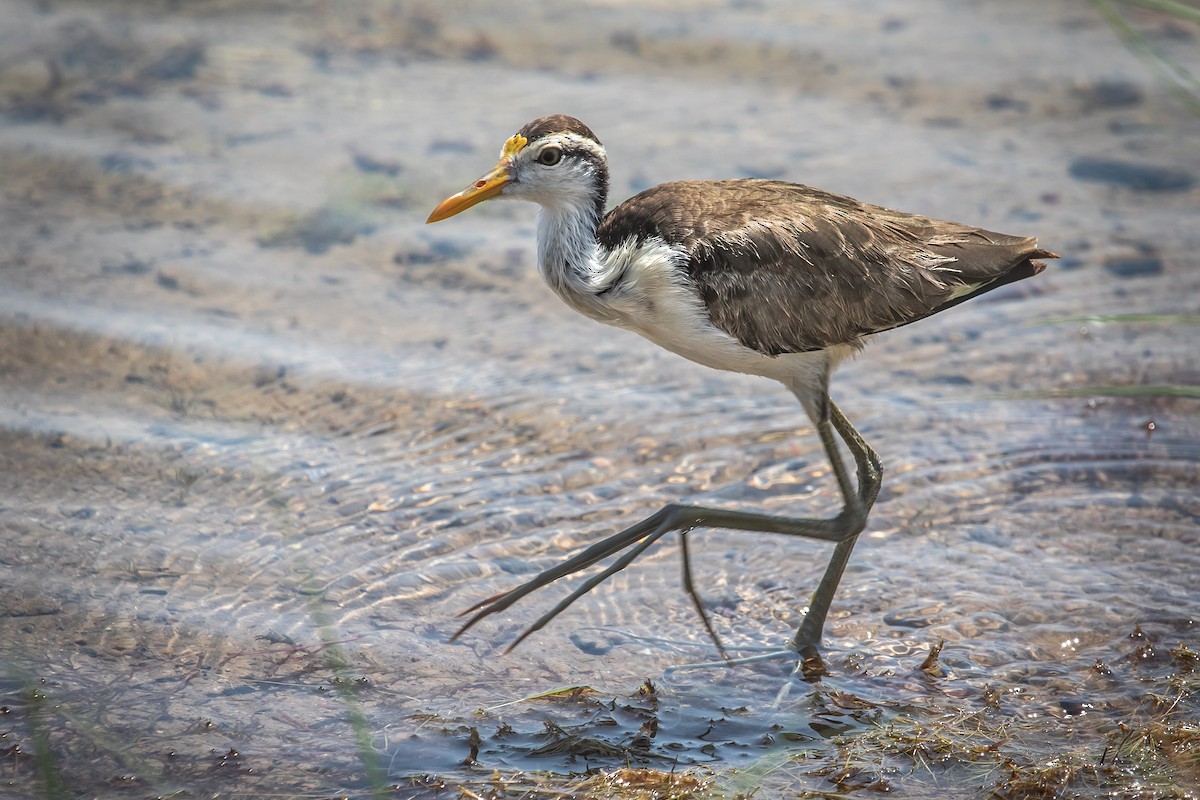 Northern Jacana - Allee Forsberg