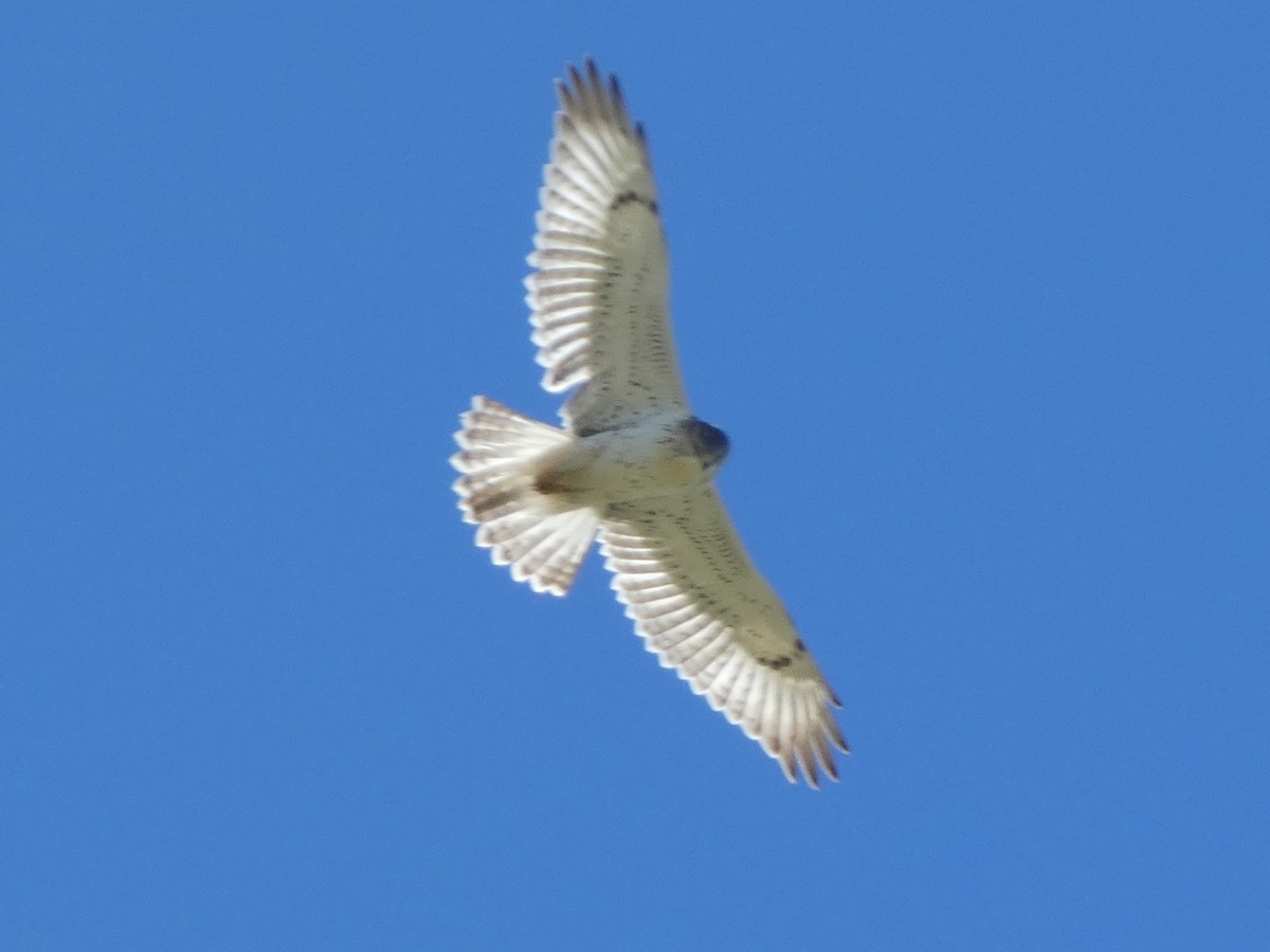 Ferruginous Hawk - Cole Wolf