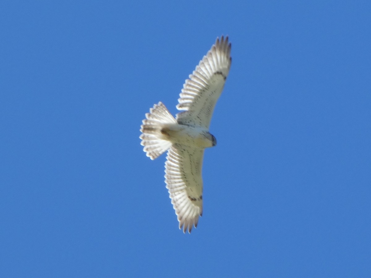 Ferruginous Hawk - Cole Wolf