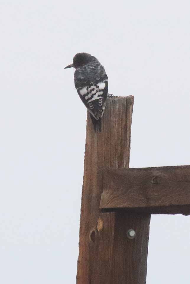 Red-headed Woodpecker - ML261734331