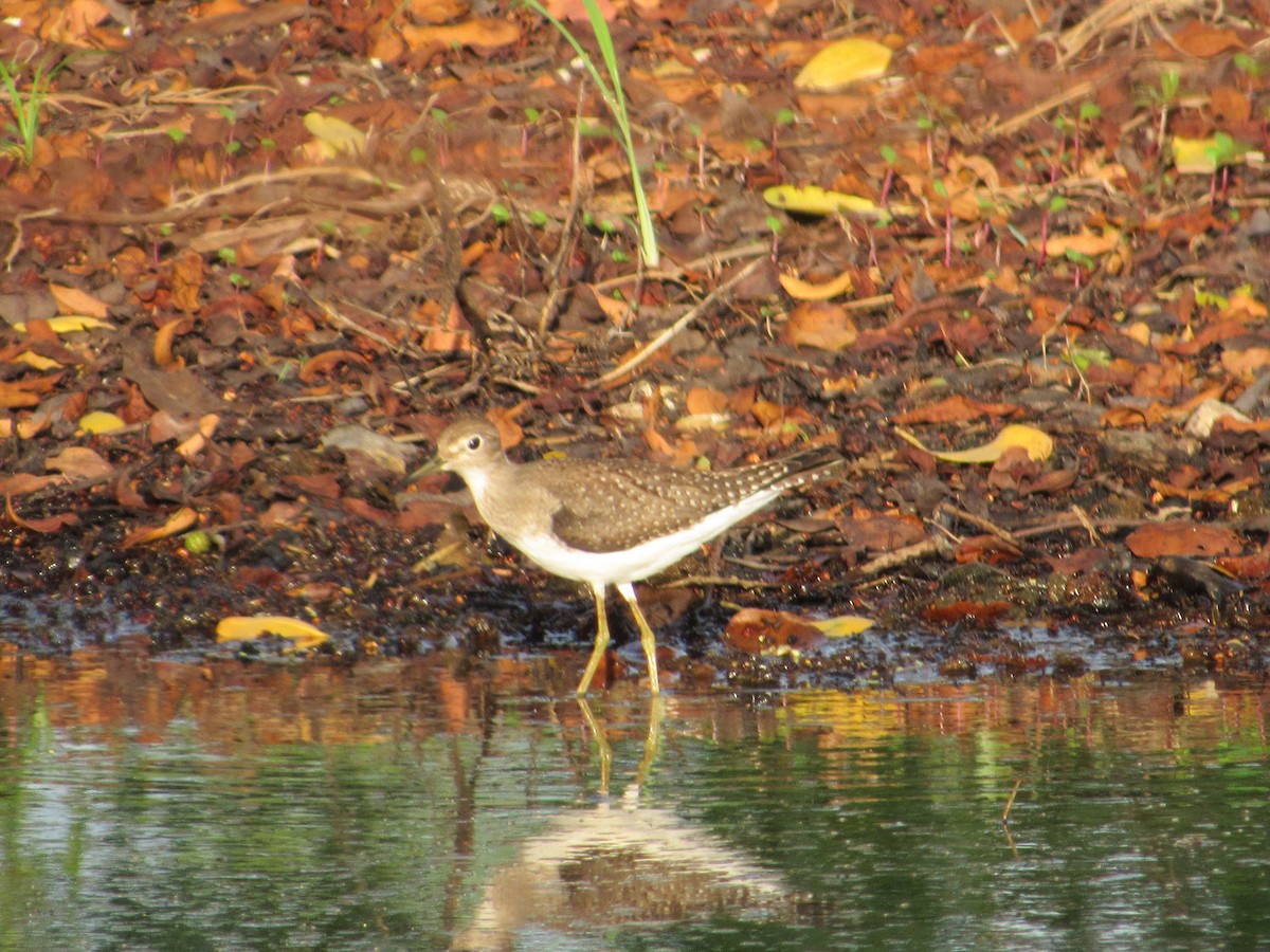 Solitary Sandpiper - Luis Zuñiga /Horses Cartagena tours