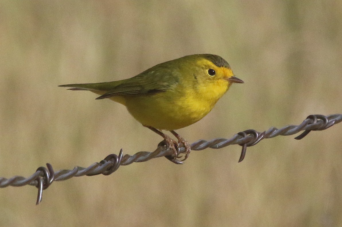 Wilson's Warbler - ML261734901