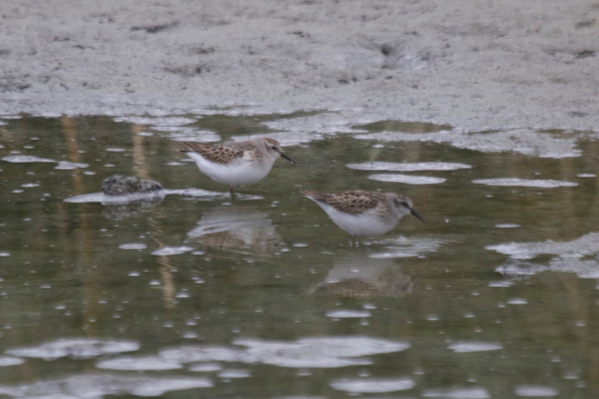 Least Sandpiper - ML261735041