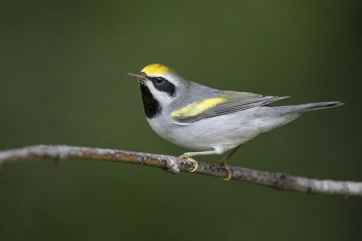 Golden-winged Warbler - ML261735441