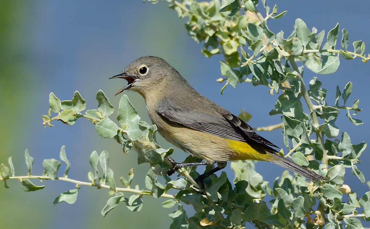 Virginia's Warbler - ML261736131