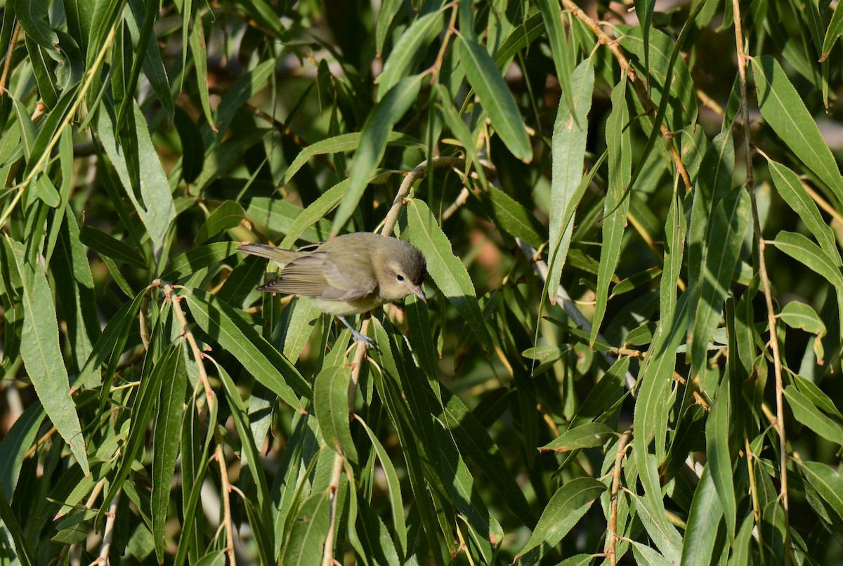 Warbling Vireo - J Rhoden