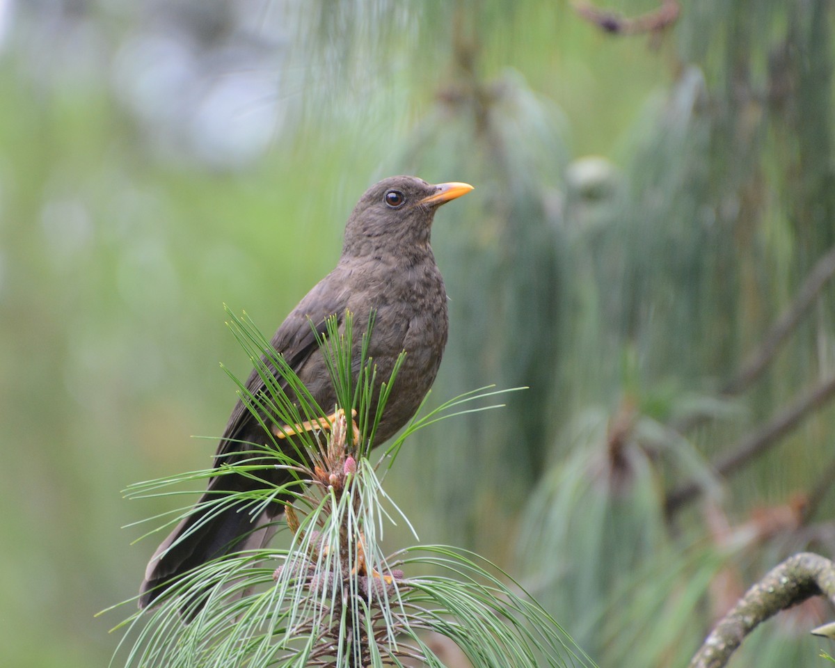 Great Thrush - Bridget Spencer