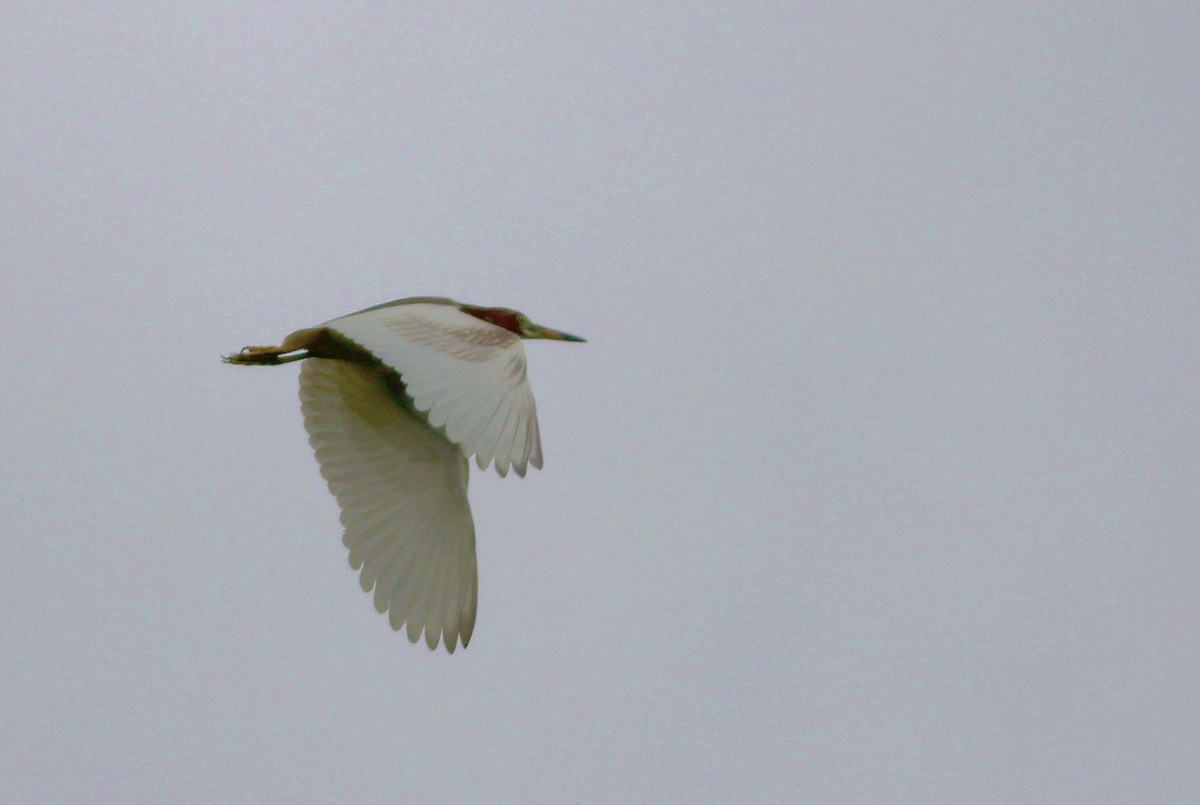 Chinese Pond-Heron - ML26174011