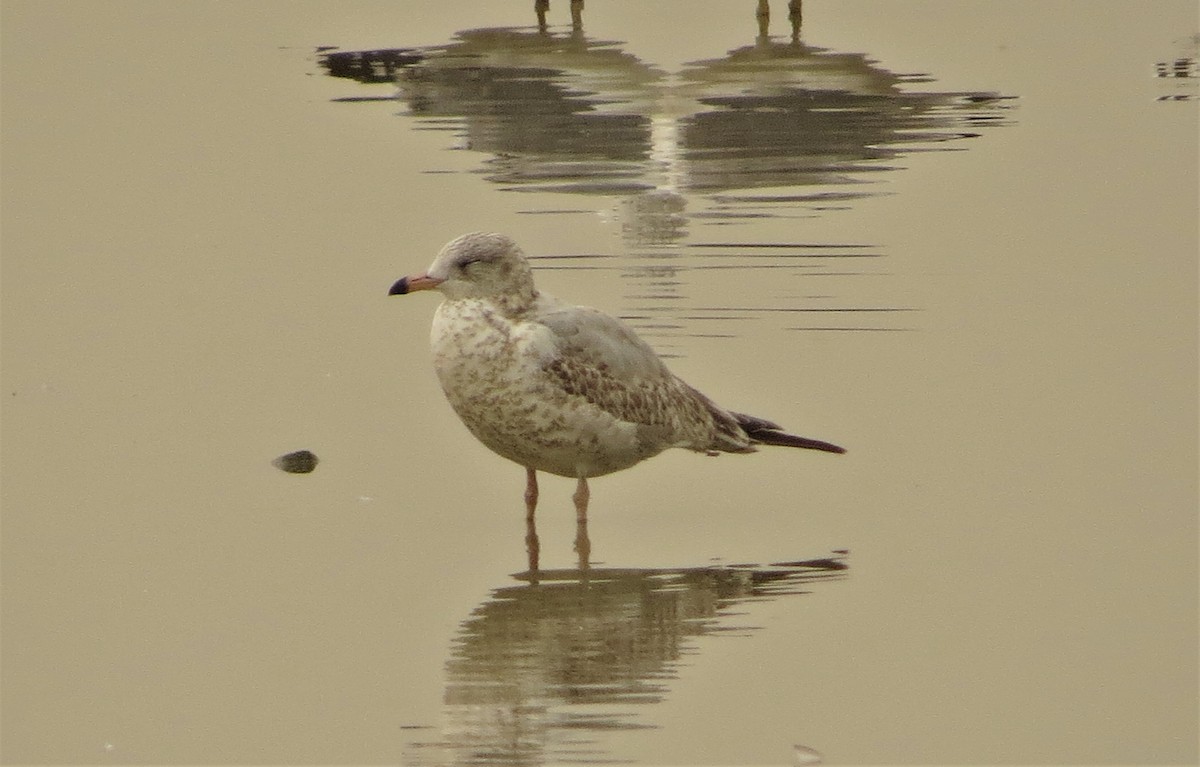 Ring-billed Gull - ML261741751