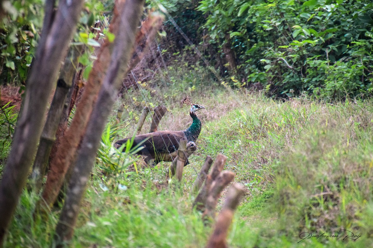 Indian Peafowl - ML261741911